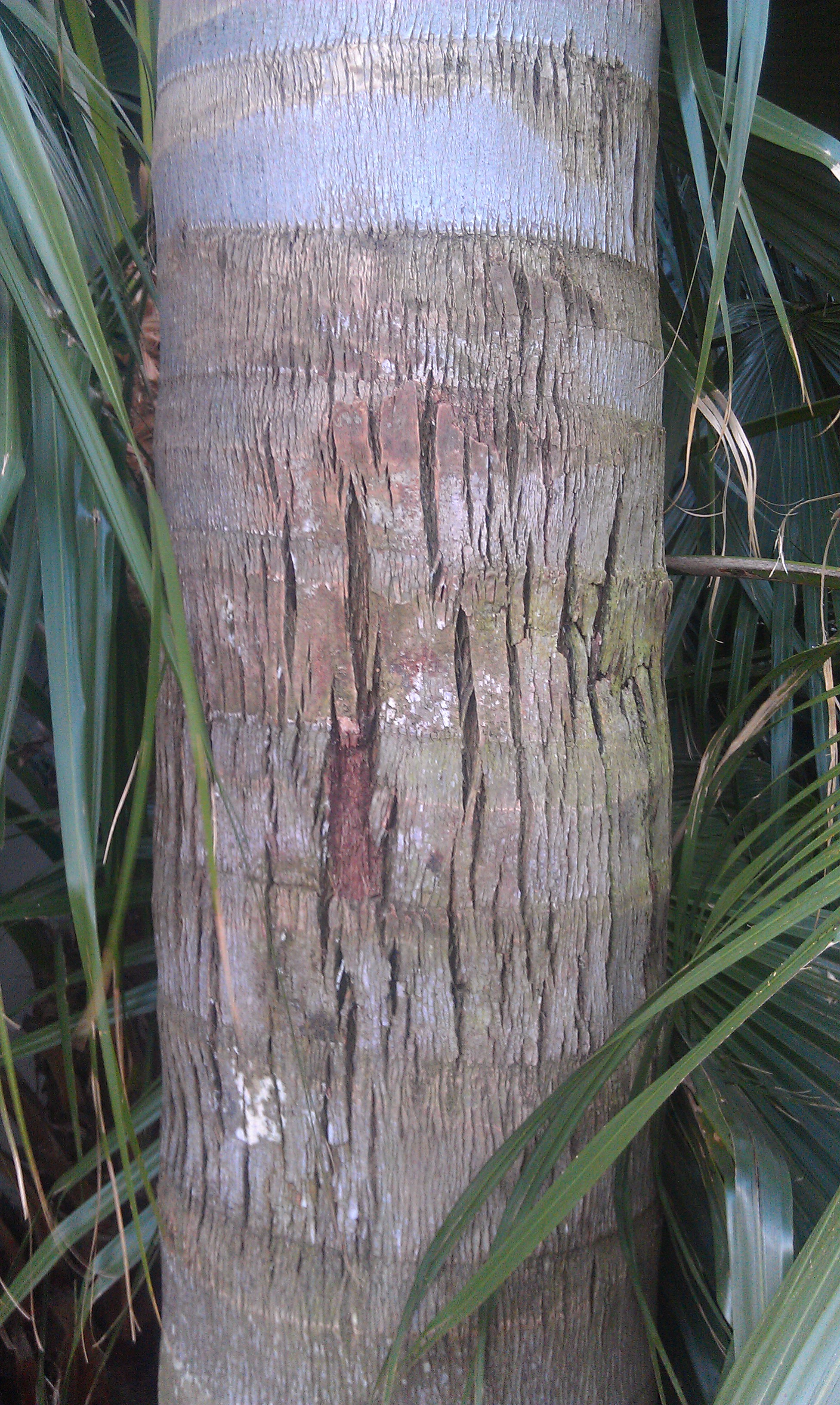 Caring for freeze-damaged palms